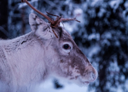 В Хопёрском заповеднике провели зимний учёт животных