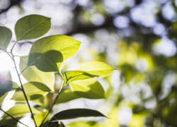 Границы Воронежской области расширятся за счет лесных поселков