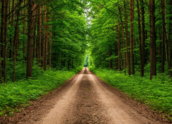 Жителей Воронежской области предупредили о появлении дорог в водоохранных зонах