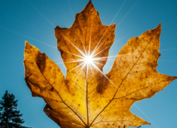 В Воронежской области сохраняется оранжевый уровень погодной опасности