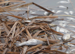 Поверхность пруда в Панинском районе покрылась мертвыми карасями