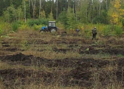 В Воронежской области готовятся к осенней высадке леса