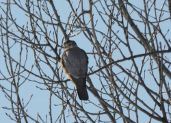 В Хопёрском заповеднике заметили редкого гостя – дербника 