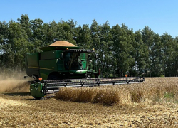 Уборочная в Эртильском районе: урожай гороха и пшеницы