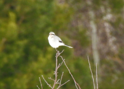 В Хопёрском заповеднике встретили пернатого «мясника»