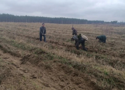 Сотрудники таловского питомника высадили более 400 тыс саженцев сосны