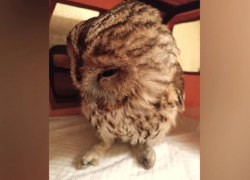 Воронежские волонтеры пытаются спасти серую неясыть из Панино