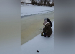 В реках Аннинского и Бобровского районов массово гибнет рыба