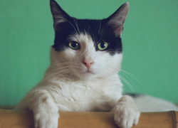 В Эртиле ввели карантин по бешенству