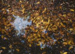 Последняя неделя октября в Воронежской области начнётся с ливней и сильного ветра