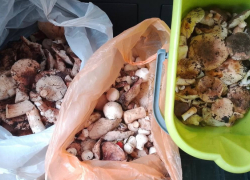 В Воронежской области начался осенний грибной бум