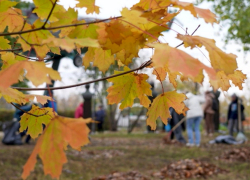 В субботнике в Воронежской области приняли участие  более 100 тыс человек