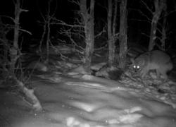 В Хоперском заповеднике и Ломовском парке появились азиатские шакалы