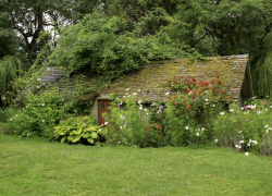 Дачники Воронежской области могут лишиться участков из-за борщевика и клёнов