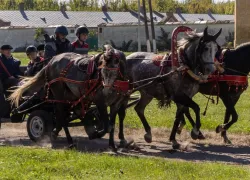 В Бобровском районе отпраздновали 250-летие Хреновского конного завода