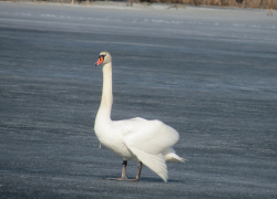 На озеро в Хопёрском заповеднике прилетели лебеди