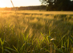 Жителям Воронежской области рассказали о погоде на День знаний
