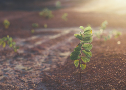 В Воронежской области высадили более 130 тыс саженцев в рамках акции «Сад памяти»