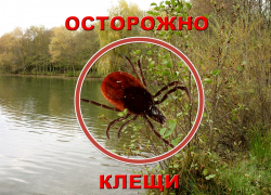 Роспотребнадзор сообщил о начале сезона клещей в Воронежской области