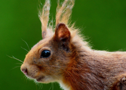 Жителям Воронежской области рассказали, как помочь белкам зимой
