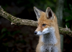 В панинском селе ввели карантин из-за собаки, заразившейся бешенством от лисы