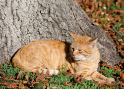 Стало известно, когда в Воронежскую область придёт бабье лето