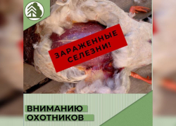 В Воронежской области у диких птиц выявили опасных паразитов
