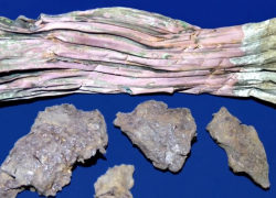 В Таловском районе поисковики обнаружили фрагмент самолета Пе-2