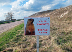 В Воронежской области водителей предупредили о байбаках на дорогах