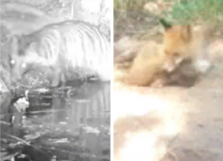 Отдыхающая лиса и крадущаяся енотовидная собака попали на видео в Хоперском заповеднике