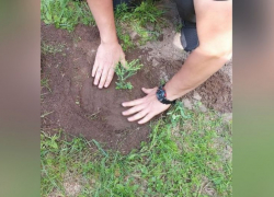В Воронежской области посадили саженцы гигантской секвойи