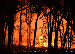 В Воронежской области за сутки произошло 158 пожаров