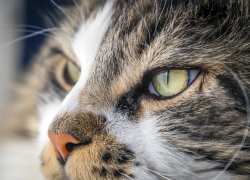 В Воронежской области водителей попросили осматривать машины перед поездкой