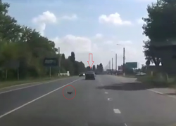 Котенок выпал из движущегося автомобиля на оживленной дороге в Анне