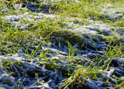 В Воронежской области заморозки уничтожили урожай пшеницы и свёклы