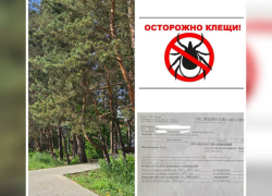В Воронежской области мальчика укусил клещ, зараженный боррелиозом