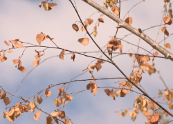 Жителей Воронежской области предупредили о сильных порывах ветра