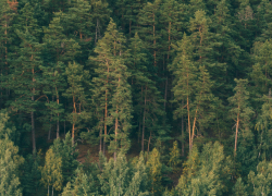 В Воронежской области в 2026 году посадят 1929 га леса