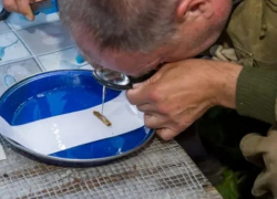 В Смоленской области обнаружили останки участника ВОВ из Таловского района