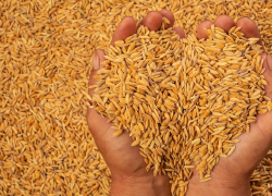 В Воронежской области не ожидается подорожания продовольствия из-за гибели посевов