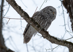 В Воронежском заповеднике заметили редкую уральскую неясыть