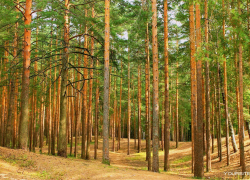 В Воронежской области сосновые совки повредили более 1,5 тыс. га леса