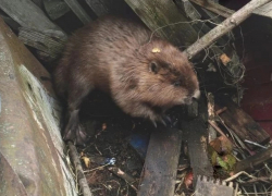 Во двор жительницы Панинского района забежал бобр