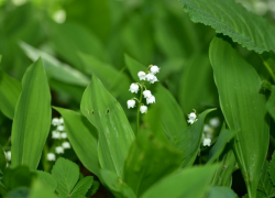 Что жителям Воронежской области ждать от последней декады мая