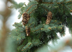 В Воронежской области браконьеры заплатили 72 тысячи за вырубку елей