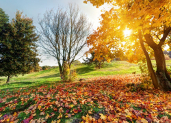 Синоптики рассказали о погоде в октябре в Воронежской области