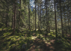 Жителей Воронежской области предупредили о дыме из-за сжигания древесных остатков