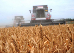 Снижение урожая зерна на 15% ожидают власти Воронежской области
