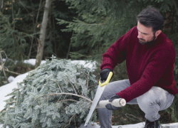 Жителям Воронежской области рассказали, как утилизировать ёлки после новогодних праздников