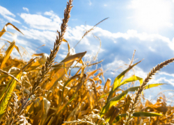 Стал известен прогноз погоды на лето